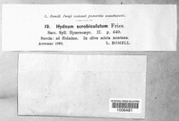 Hydnellum scrobiculatum image